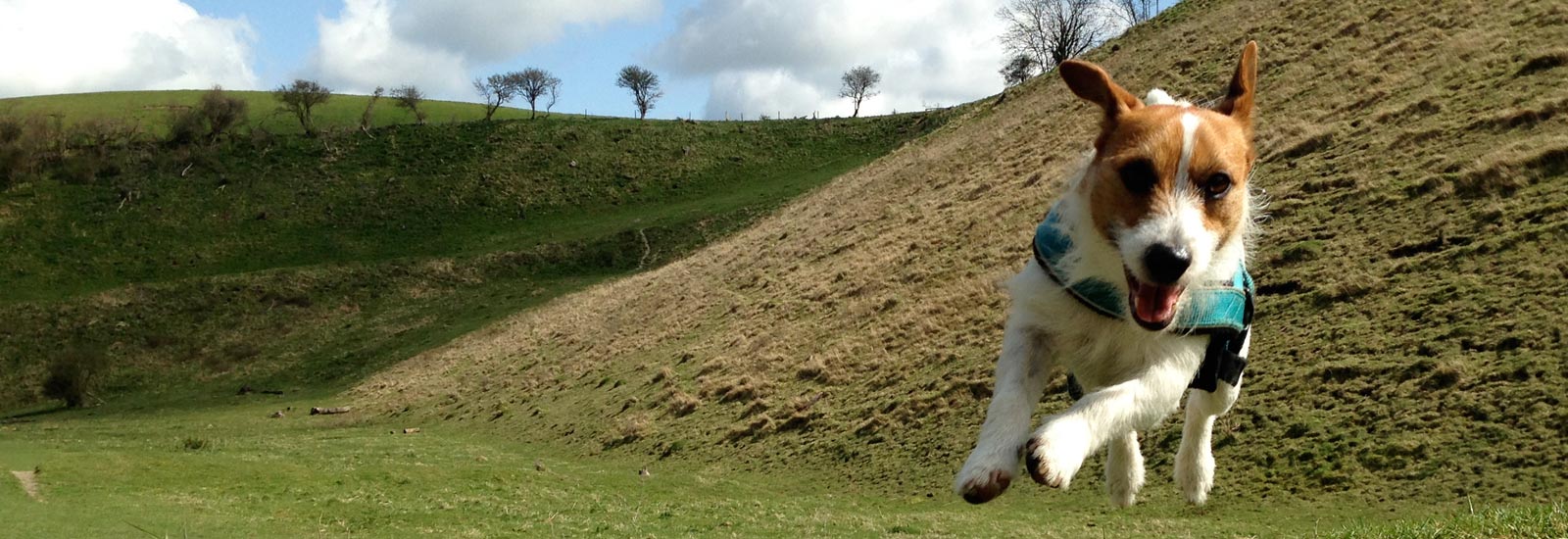 Outdoor Hounds dog walking - Jack Russel enjoying his run