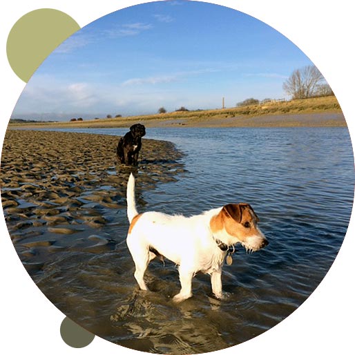 Dogs enjoying weekend walks by the river